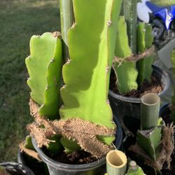 Dragon Fruit Tree