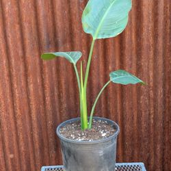 Bird Of Paradise Plant