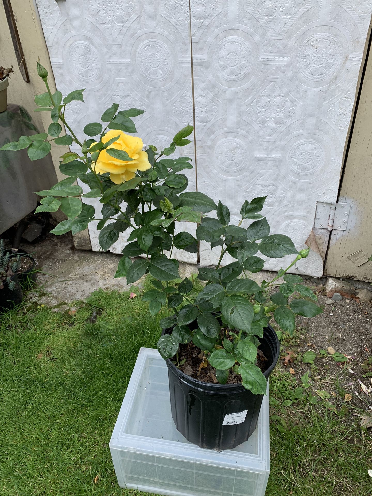 Fragrant rose