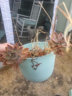 Smaller light blue pot with succulent