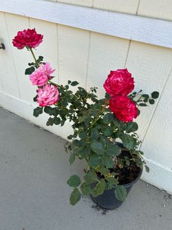 Rose plant in 5gl.