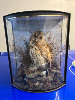 Taxidermy Owl