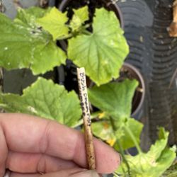 Bush Champion Cucumber