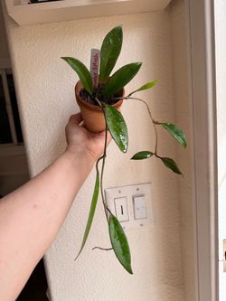 Hoya PubiCalyx Splash Live Plant