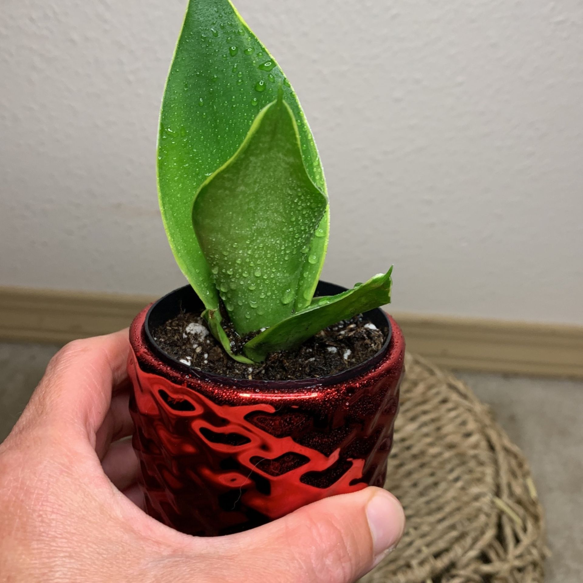 Snake Plant Sansiveria Low Light 