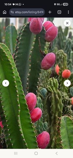 Selling cutted pieces of Peruvian Apple Cactus