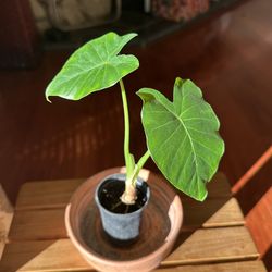 Small Alocasia Elephant Ear Plant