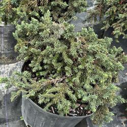 Juniper Blue Pacific - 3 Gallons 