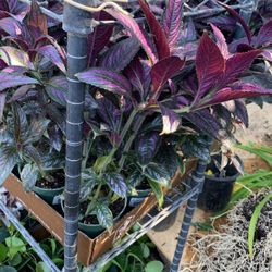 Purple Shiel Plant 6 In Pot