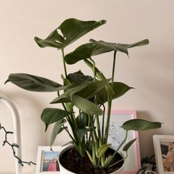 Monstera