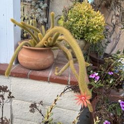 Cactus Plant 