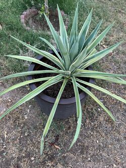 Extra Extra Large Grande Yucca Plant center piece
