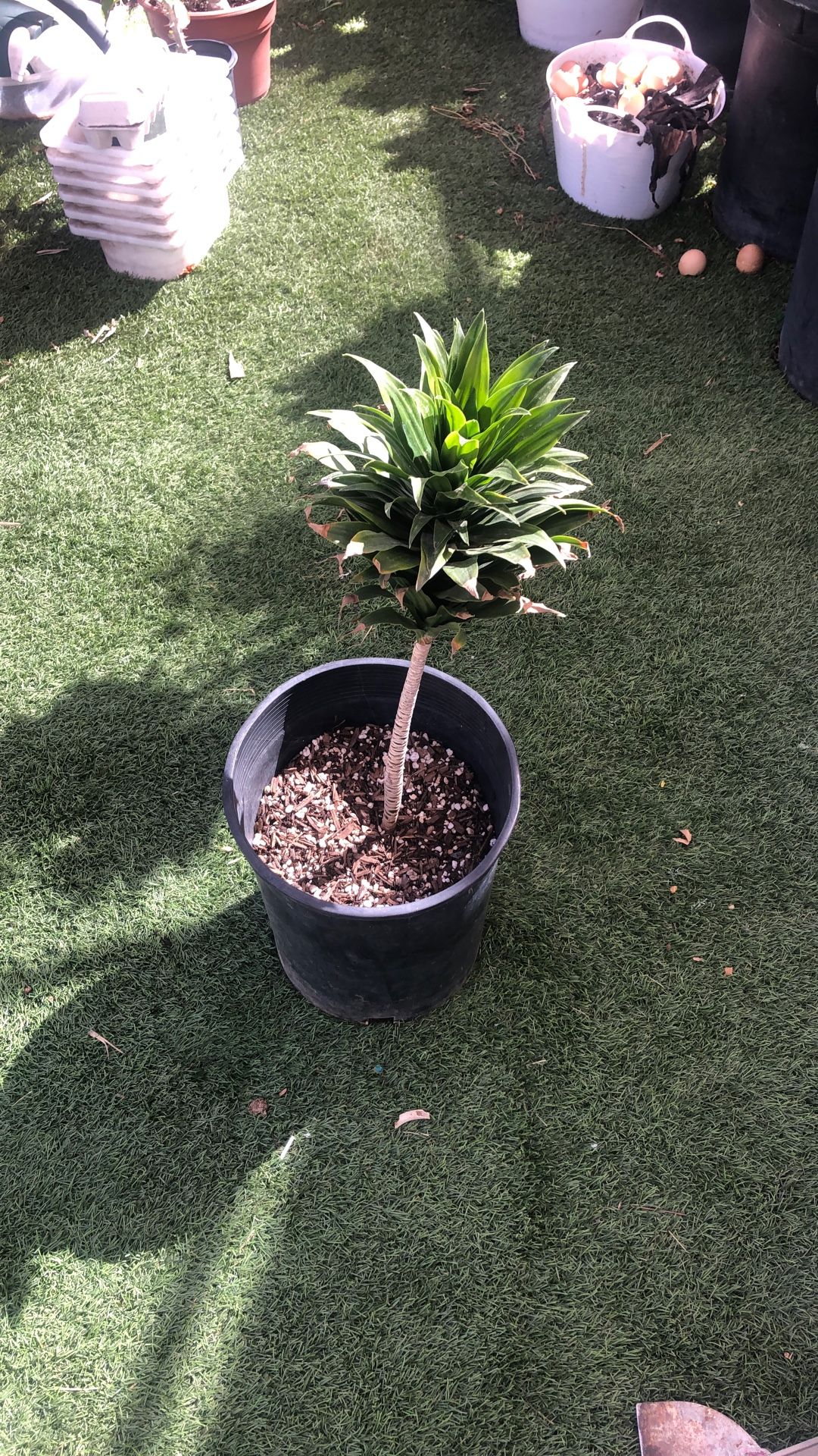 Plant