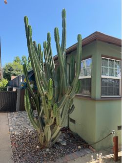 FREE Cuttings Peruvian Apple Cactus