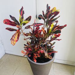 Croton Plant- Large Indoor/outdoor