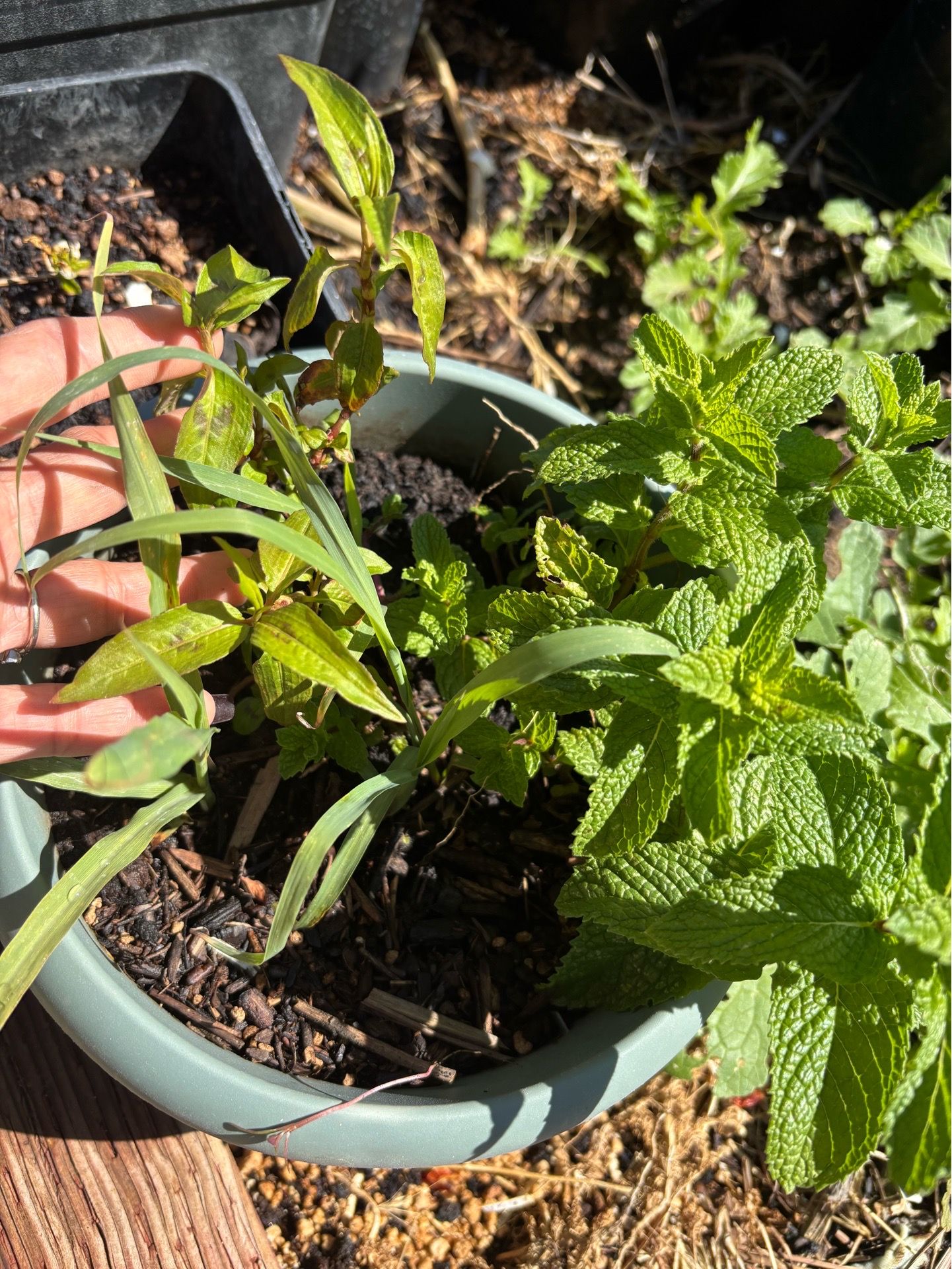 3in1 lemongrass mint+laska