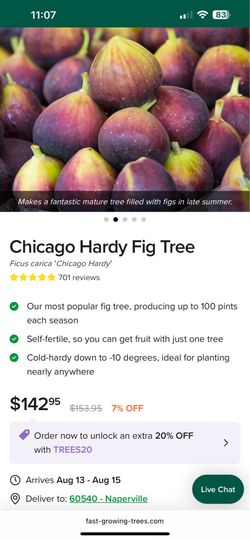Fig tree 45” tall