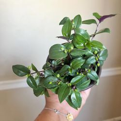 Tradescantia Plant 