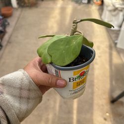 Hoya Plants cutting 6 nodes