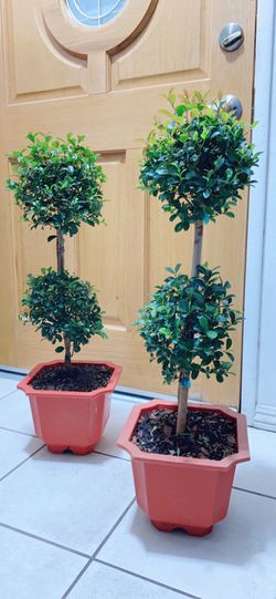 Topiary Eugenia Tree 🪴$25 each 