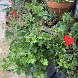 Beautiful Geranium 3 Gallon Container 