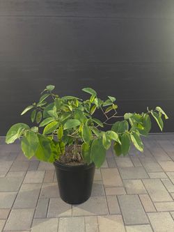Geffner Large Atemoya in 15 gallons Container