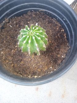 Cactus