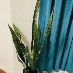 ♥️BEST PLANT ON PLANET♥️Snake Plants In 8”pot((4 Feet Tall)