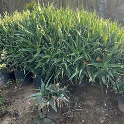 4 Foot Tall Alaovera Trees Large And Beautiful