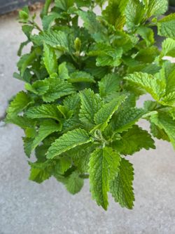 1 galon  menta