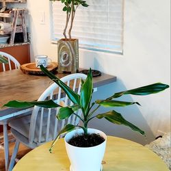 Living Plant 🌱17"H Drecaena on 6"H White Pot with Tray ::: Indoor