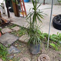 Plant