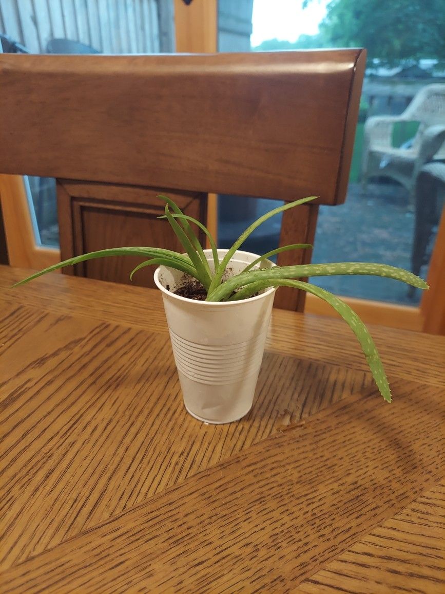 Aloe Plant