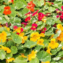 Nasturtium container plants