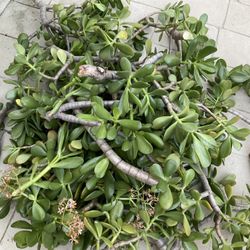 Freeeeee Succulents Yes Available 