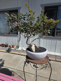 $125 BONSAI Ruby Chinese Fringe Flower (Loropetalum chinense 🩷 