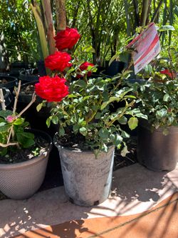 Rose bushes