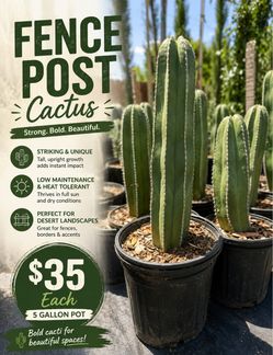 🌵 Fence Post Cactus – READY NOW 🌵