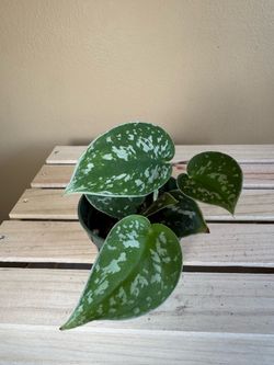 Satin Pothos plant