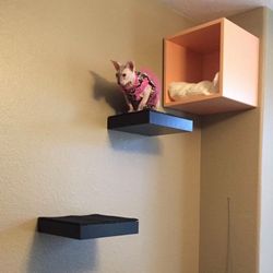 Wall Box And 2 Cat Shelves