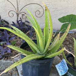 Aloe Plants