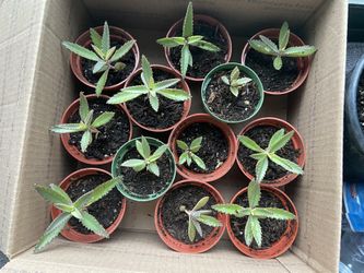 Kalanchoe Alligator Teeth