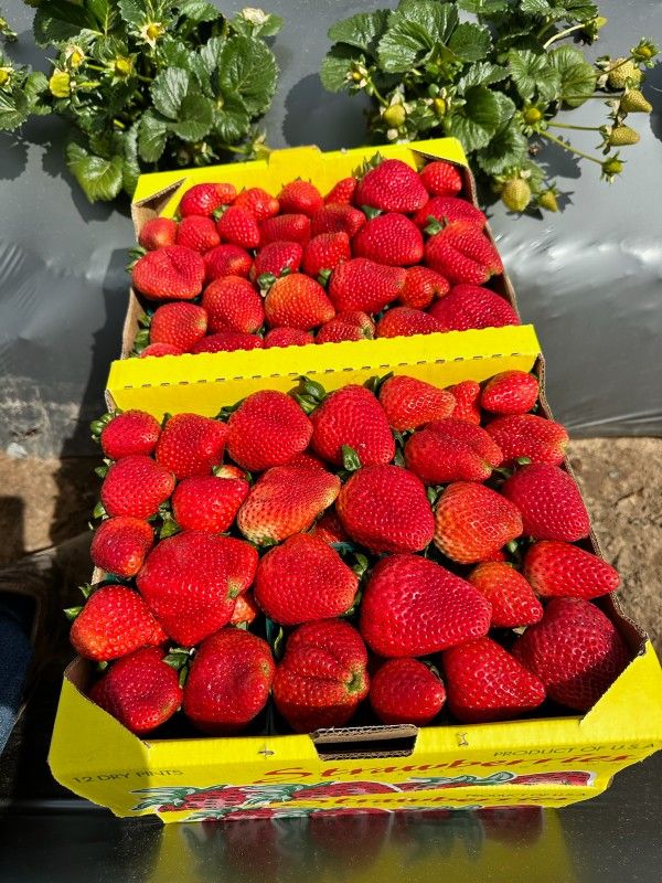 Strawberries For Sale