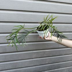 6” Philodendron Tortum