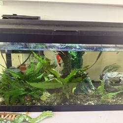 25 Gallon Fish Tank With Fish