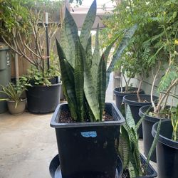 Snake Plant For Sale