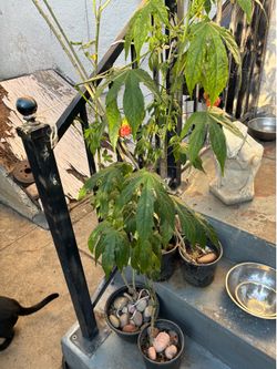 Plant