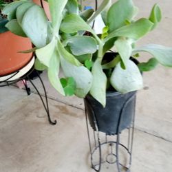 planta de oreja de Venado