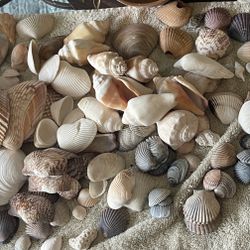 Shells