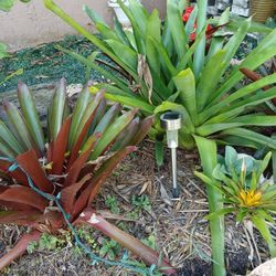 Bromelias 10 Por 20$